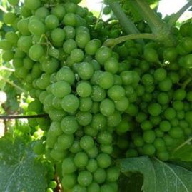 Grapes in July