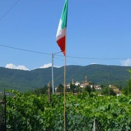 Vineyard & Castiglion Fibocchi
