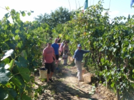Harvest in Cappannelle