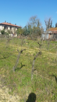 The old vineyard and the house Bianchi