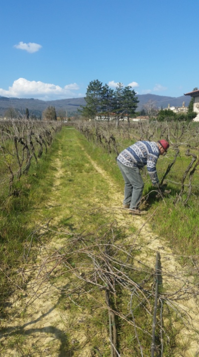 Renato in the vineyard