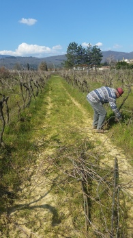Renato is cutting vines