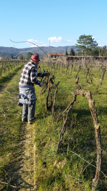 Step 1 We begin to cut the old vine plants - March 2016 - Cappannelle - Castiglion Fibocchi