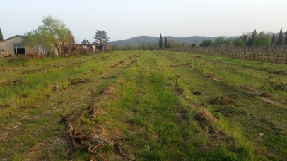The Old Vine Plants cutted - April 2016 - Cappannelle - Castiglion Fibocchi
