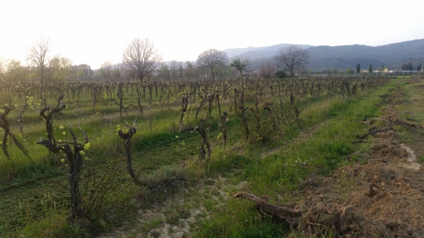The old Vineyard in Cappannelle March 2016