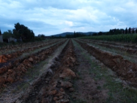Now every row of the old vineyard is plowed