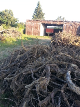 Large Pile of roots