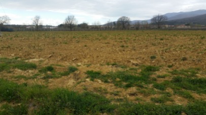 Plowed land before planting the vineyard -