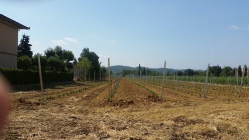 perfect vineyard is growing