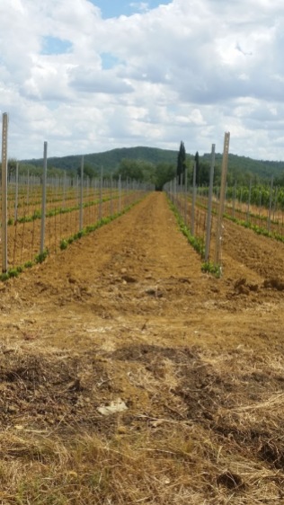New vineyard Castiglion Fibocchi Cappannelle House near Fattoria la Vialla