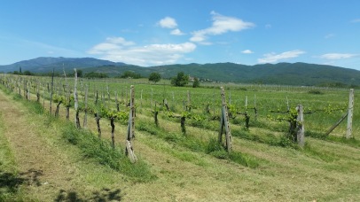 Vineyard near Rondine and Cappannelle