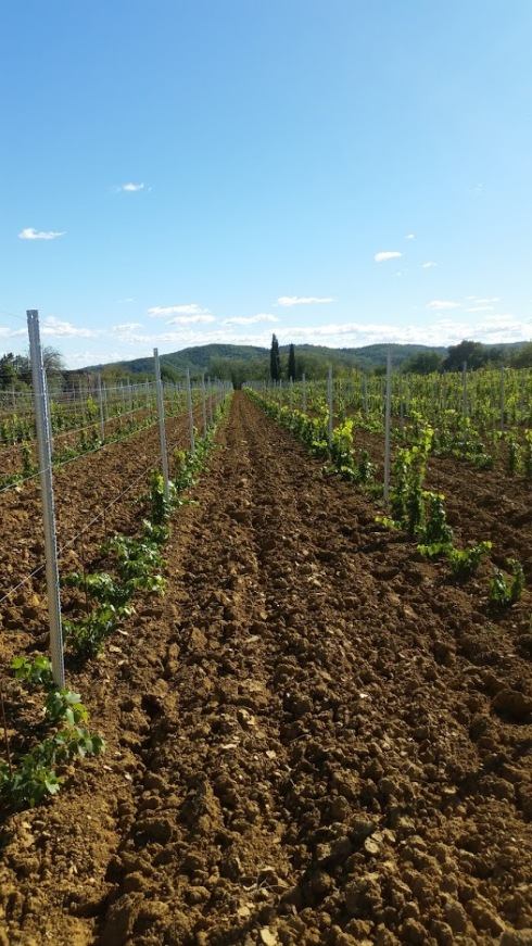 vineyard in october