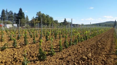 Proud about our new vineyard in Cappannelle