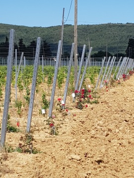 Beautiful roses in the Vineyard in Cappannelle - Castiglion Fibocchi