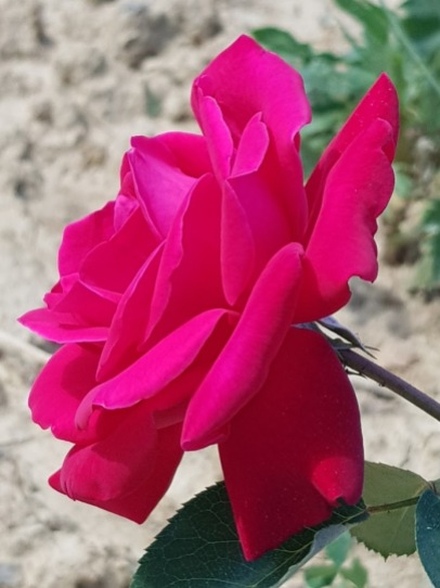 Beautiful Rose in the Vineyard in Cappannelle