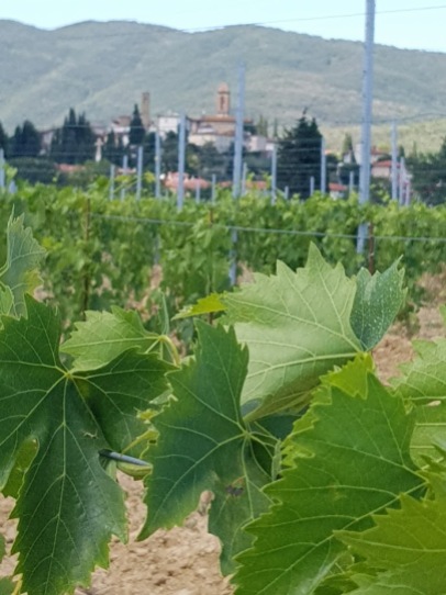 Vine Leaves and Castiglion Fibocchi