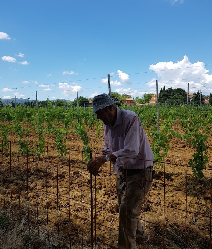 Renato Bianchi is working in the new vineyard- July 2018