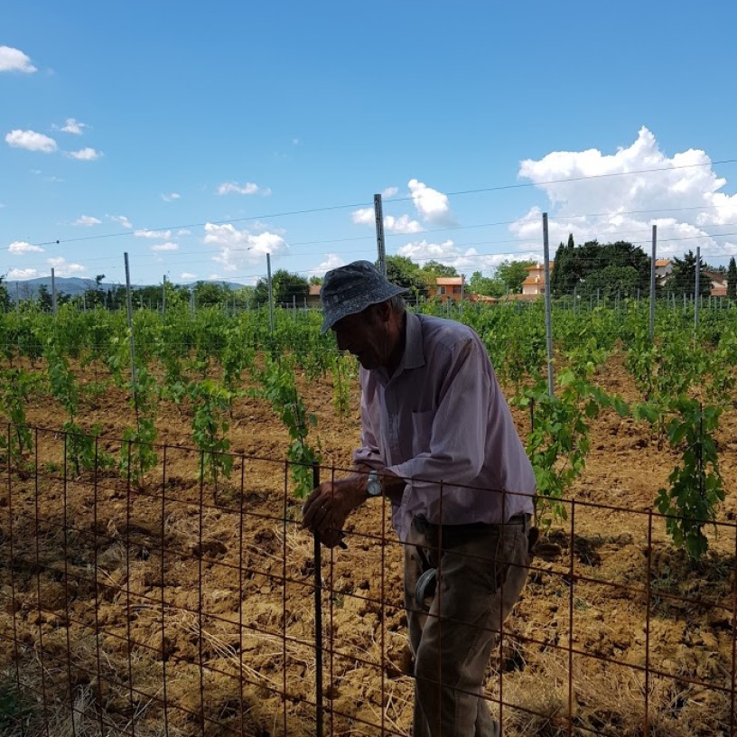 Renato Bianchi is working in the new vineyard- July 2018