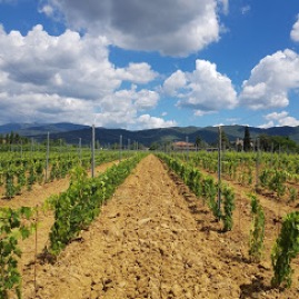 Vineyard and the tuscan sky