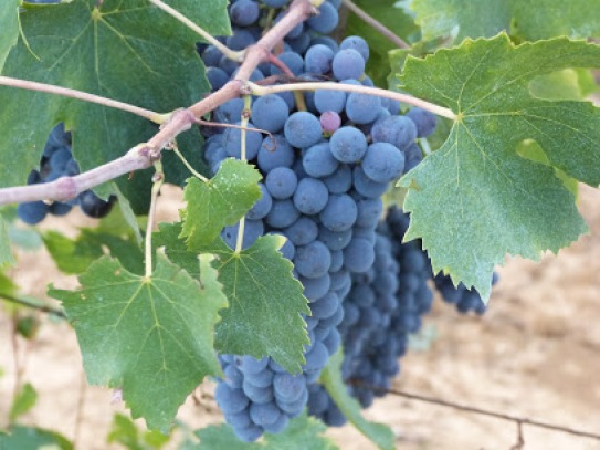 Grapes in the Harvest 2015